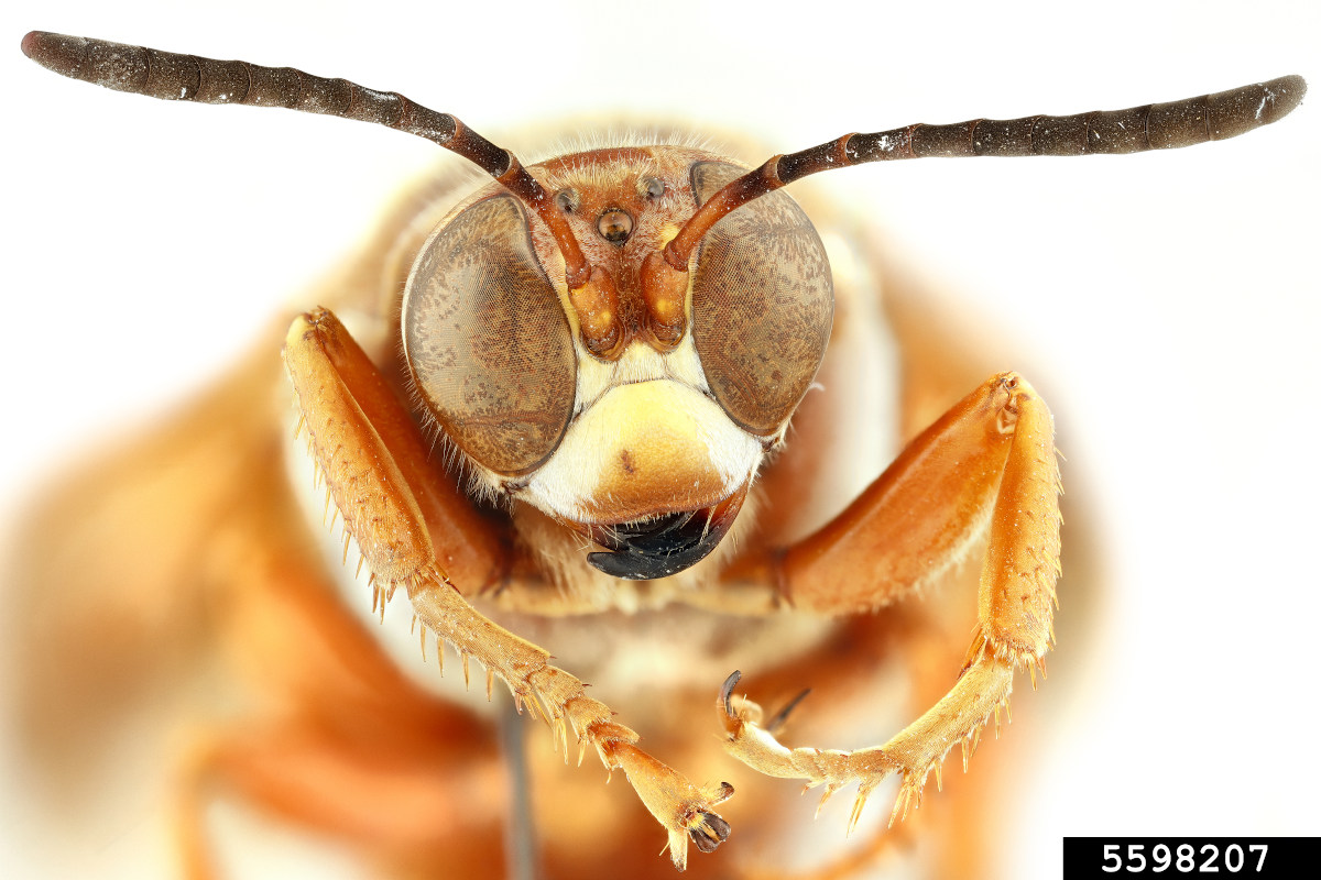 A closeup photo of the western cicada killer wasp.