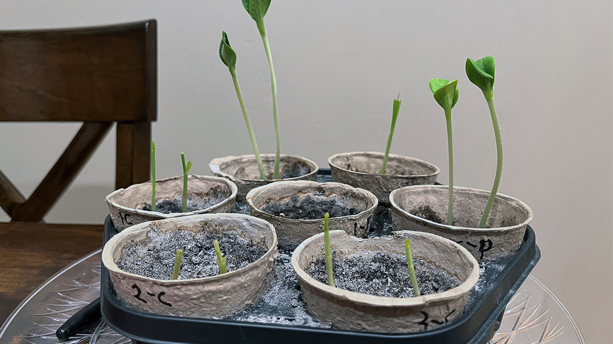 Plant sprouts in fiber trays.