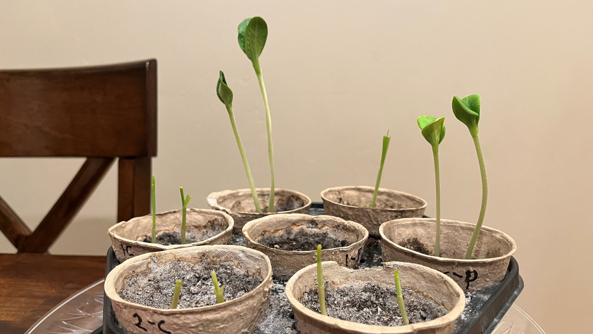 Plant sprouts in fiber trays.