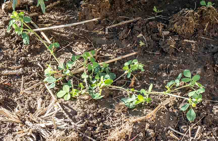 young weed