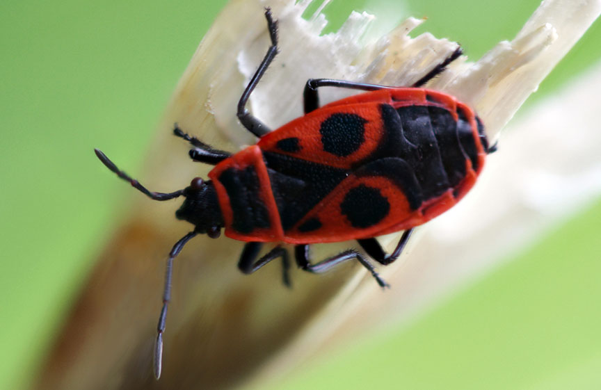 Red fire bug