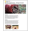 Pink Root Disease of Onion: Biology and Control