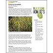 Curlycup Gumweed