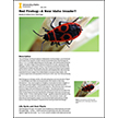 Red Fire Bug — A New Idaho Invader?