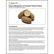 Cultural Management of Clearwater Russet Potatoes