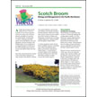 Scotch Broom