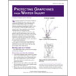 Protecting Grapevines from Winter Injury