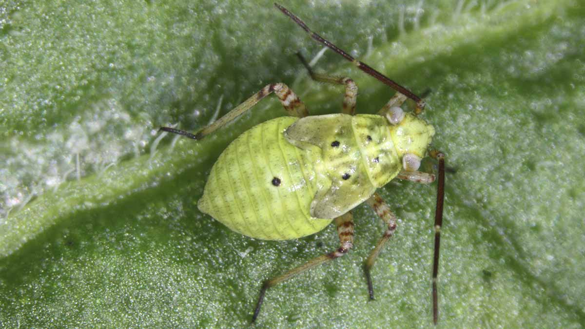 Lygus nymph on leaf
