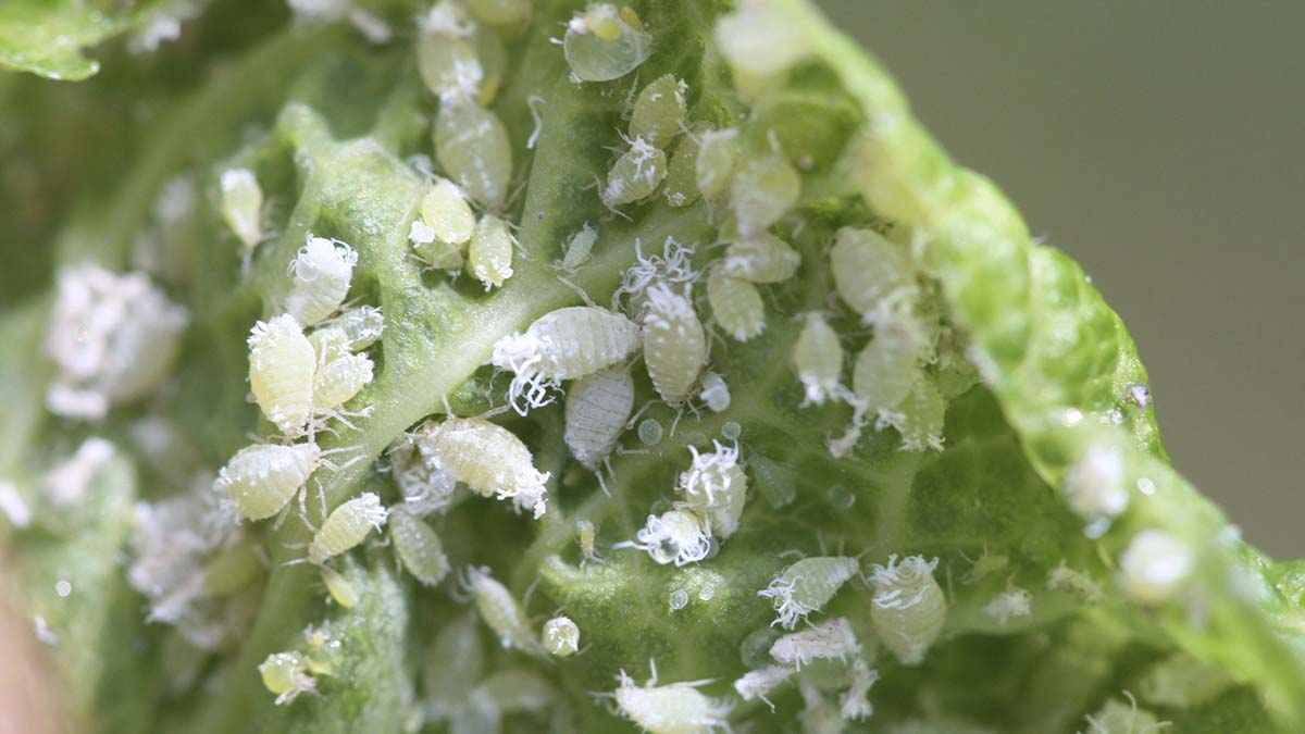 Ash leaf curl (also known as leafcurl ash aphid) colony