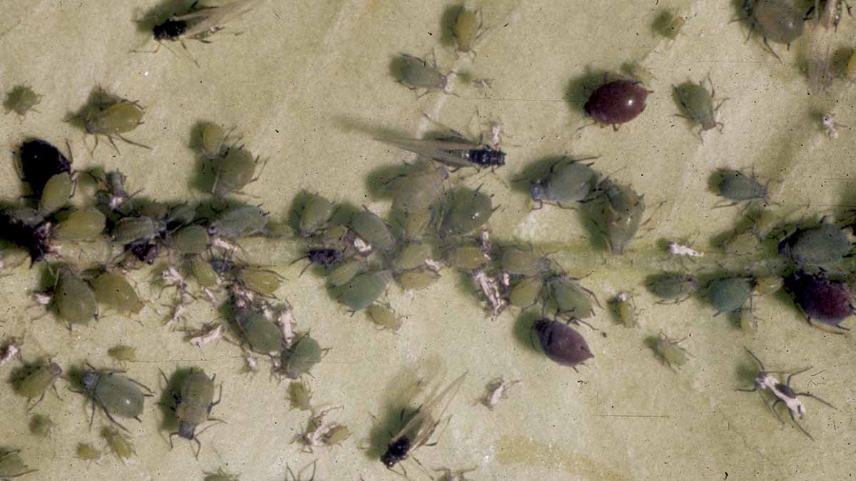 Apple aphid colony
