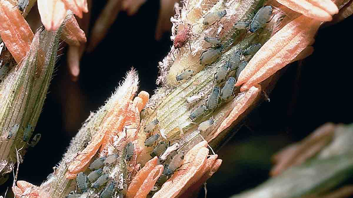 Corn Leaf Aphid (Rhopalosiphum maidis)