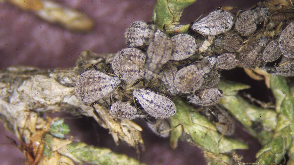 Giant conifer aphid colony