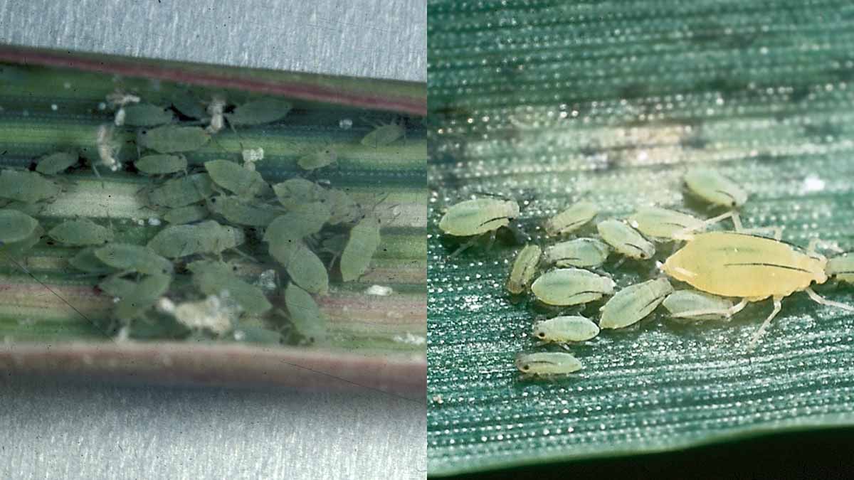 Russian wheat aphid