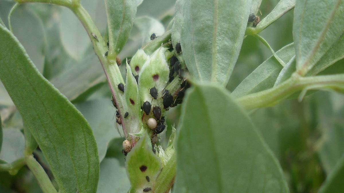 Bean aphids, multiple life stages and parasitized “mummies”