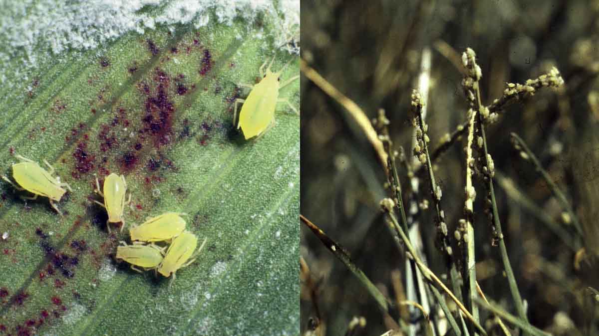 Damage to grasses caused by greenbug