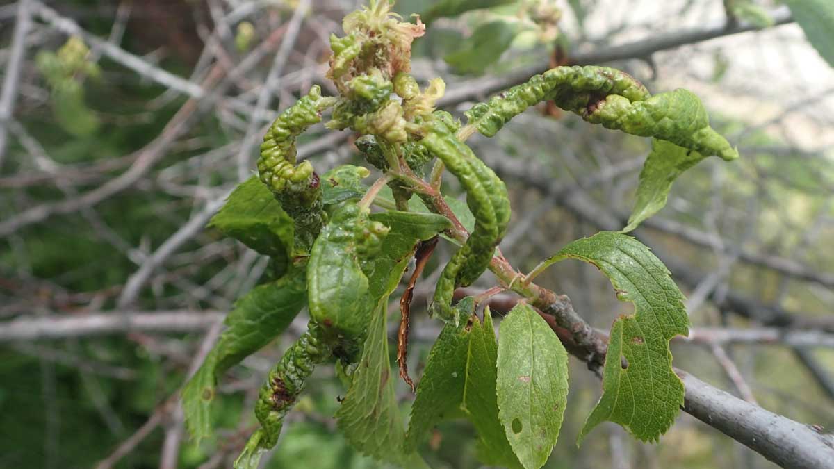 Leaf curl plum aphid colony