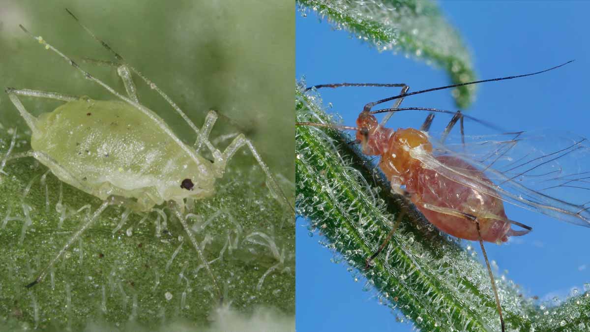 Potato Aphid (Macrosiphum euphorbiae) wingless adult (left) and winged adult (right)