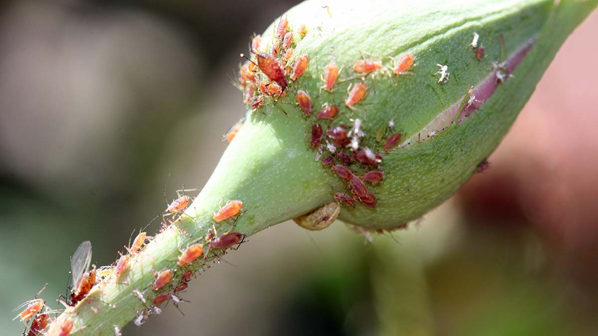 Rose aphids, adults and nymphs