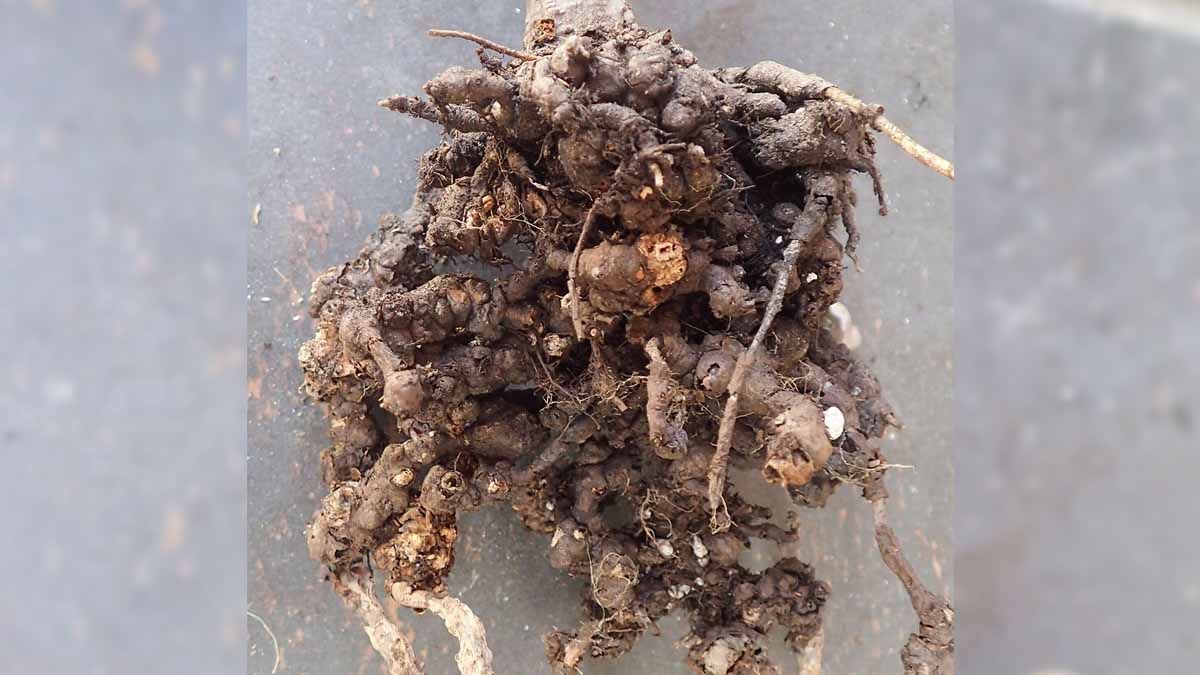 Woolly apple aphid damage to crabapple roots
