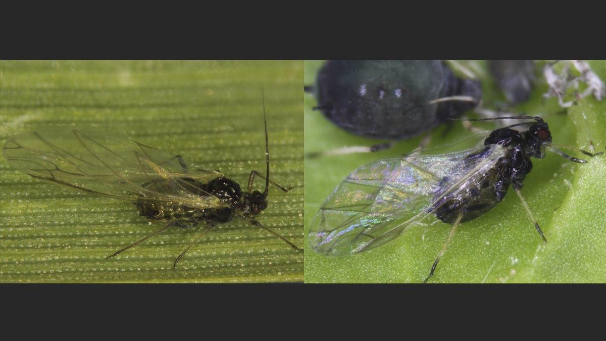 A bird cherry oat and bean aphid