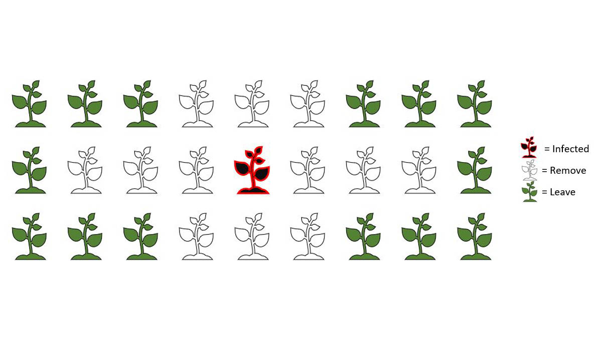 Removal of infected plants