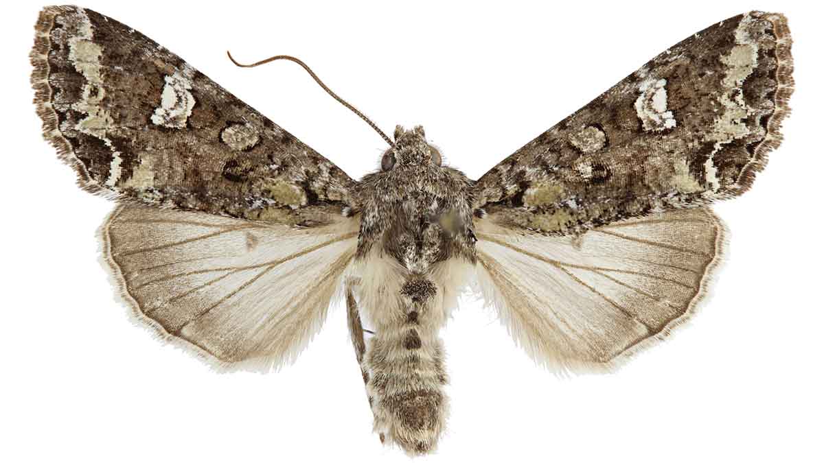 Bertha armyworm adult