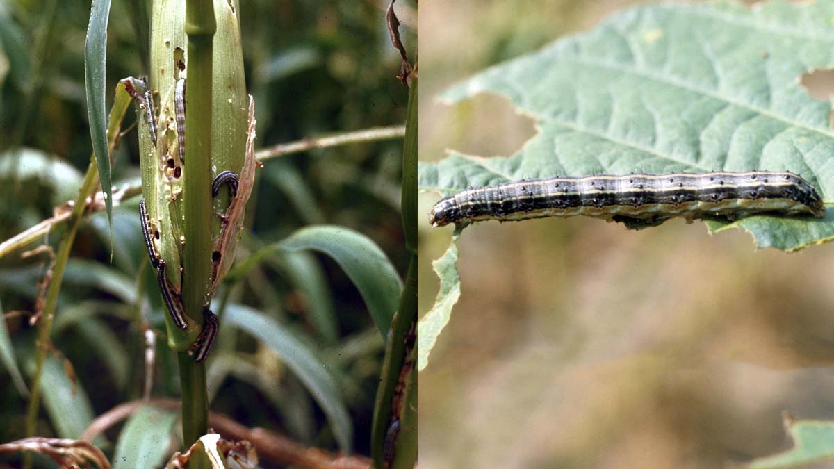 Fall armyworm damage to corn and leaves