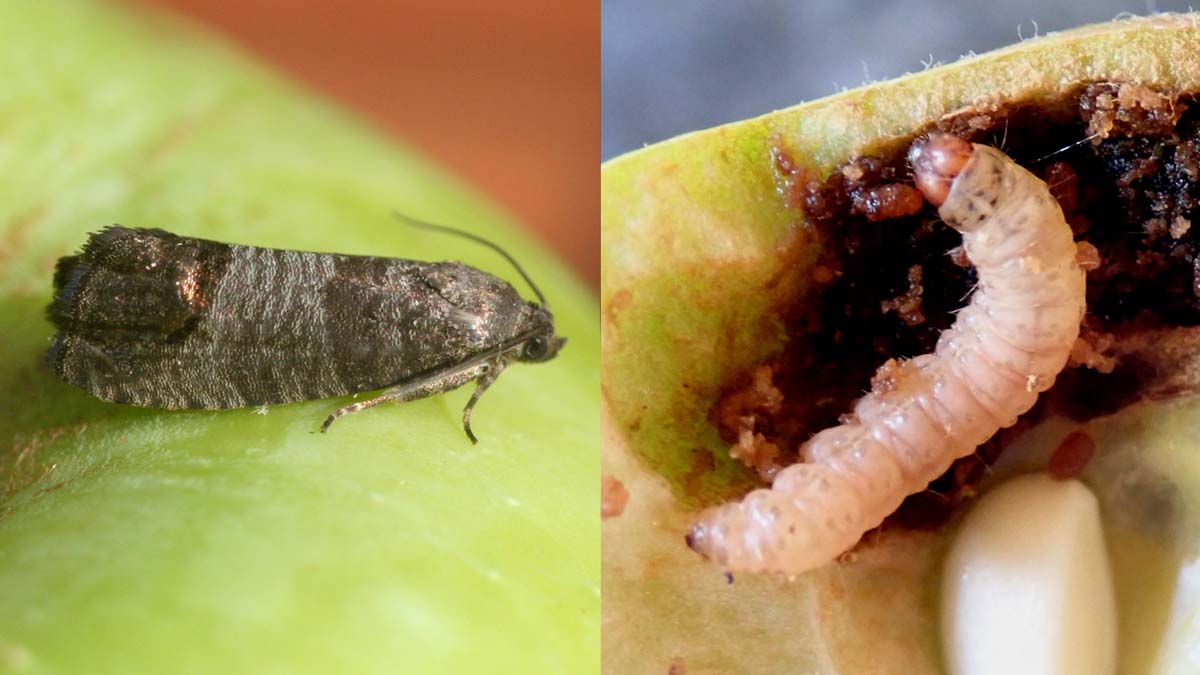 Codling moth adult (left) and larva (right)