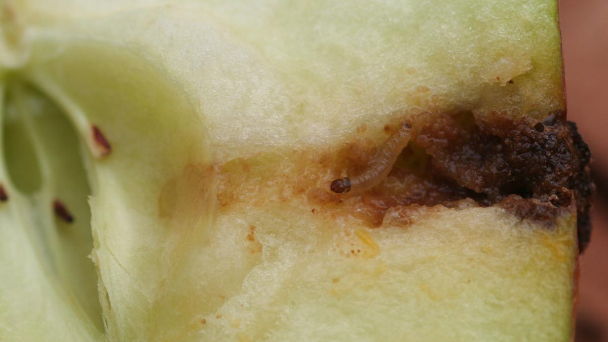 Codling moth damage