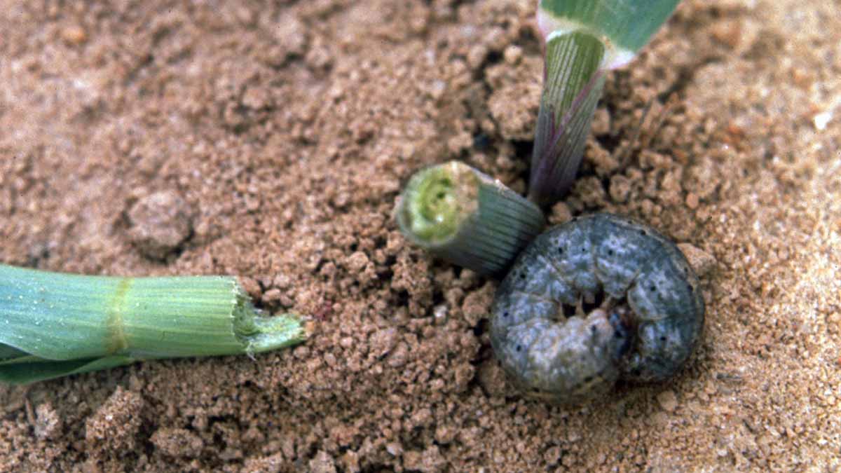 Black cutworm larva damage