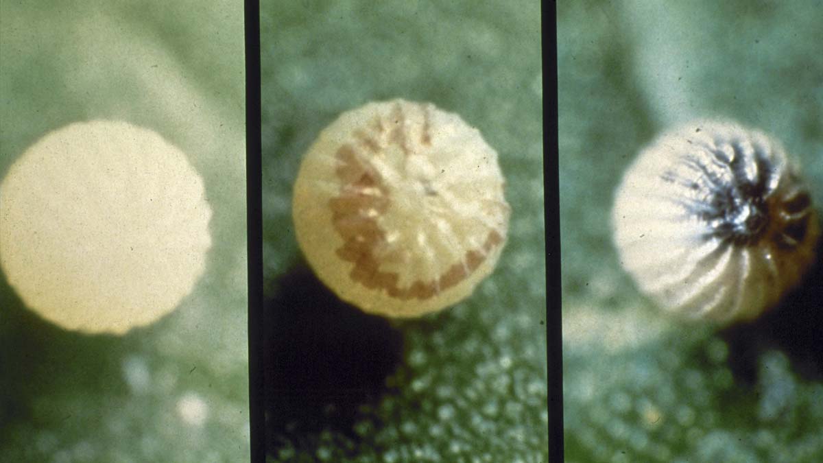 Corn earworm eggs