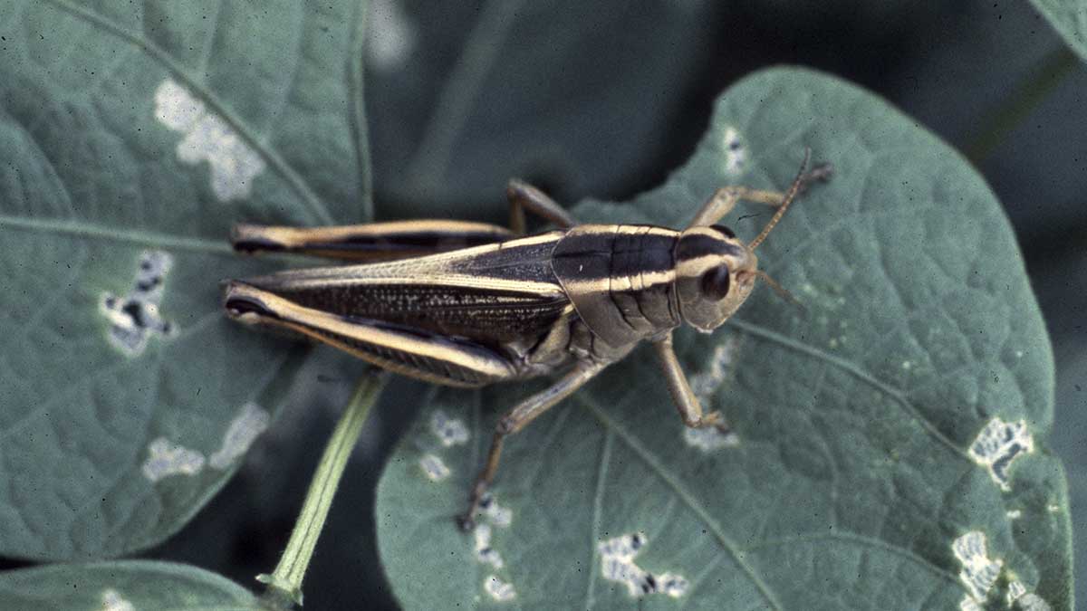 Two striped grasshopper