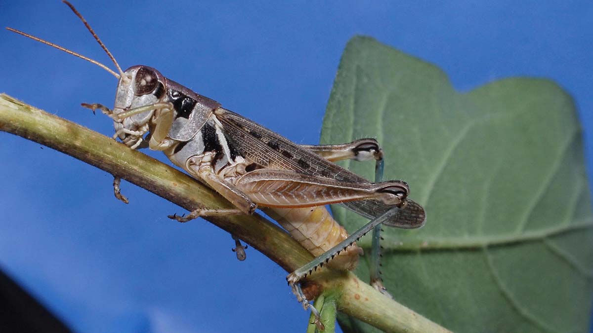 Migratory grasshopper