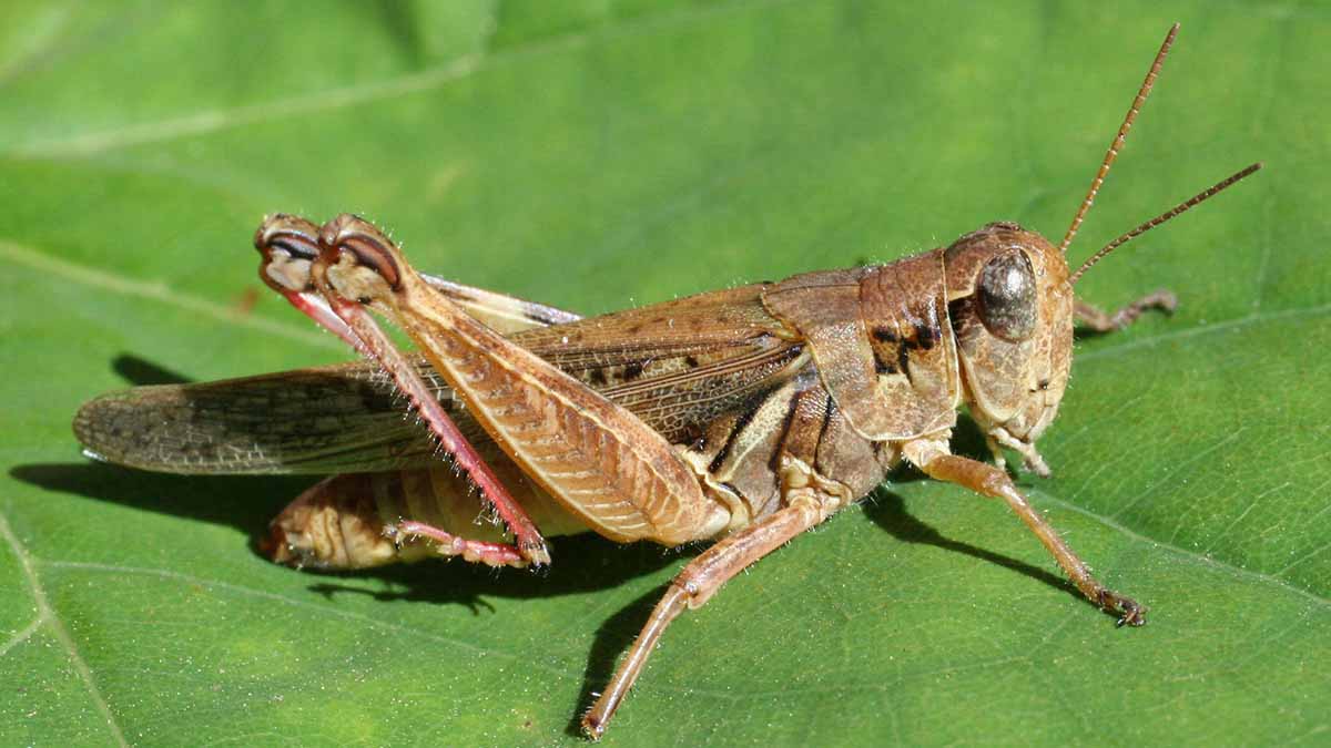 Red legged grasshopper