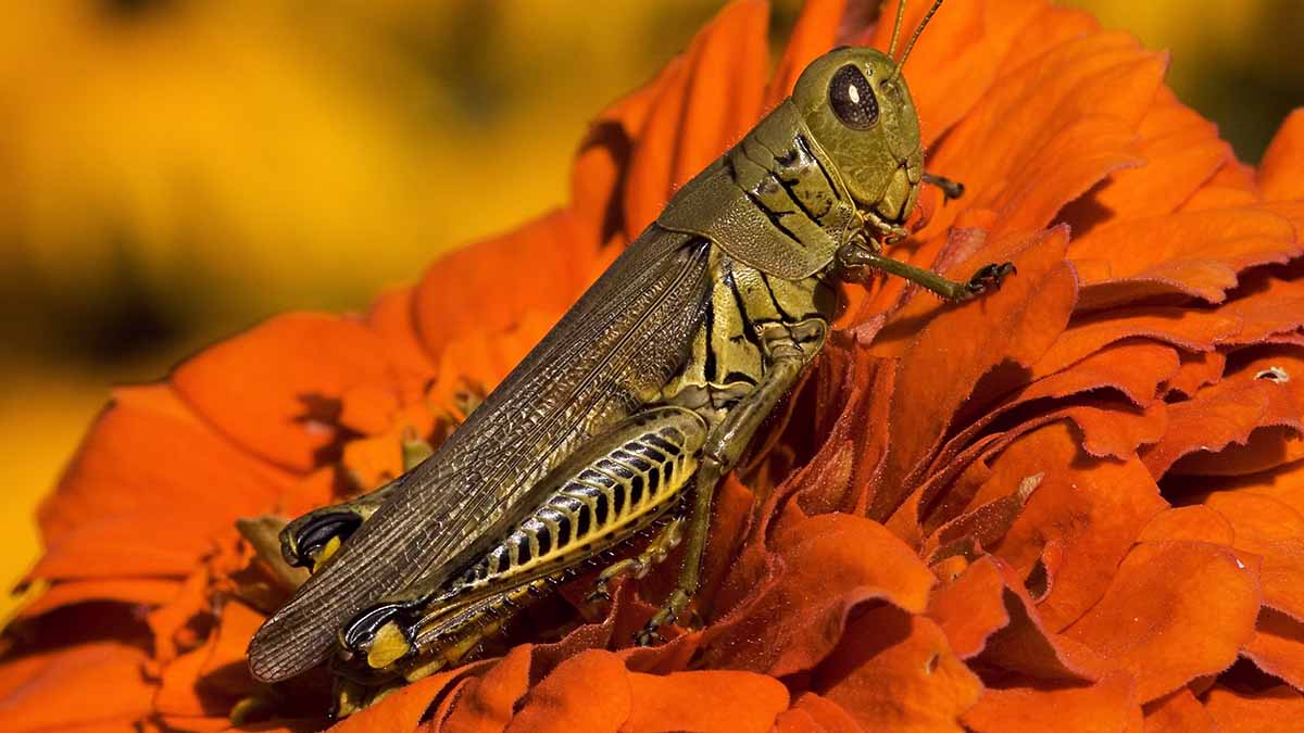 Differential grasshopper