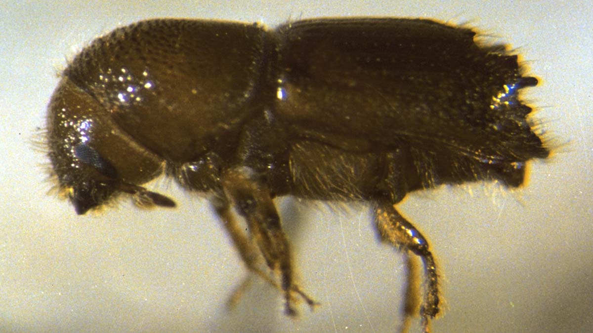 Ips engraver beetle adult