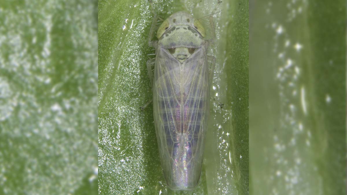 Adult beet leafhopper