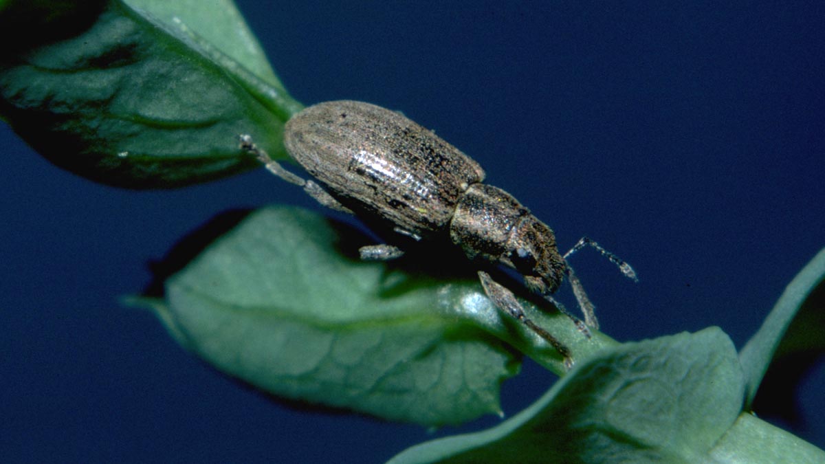 Pea leaf weevil