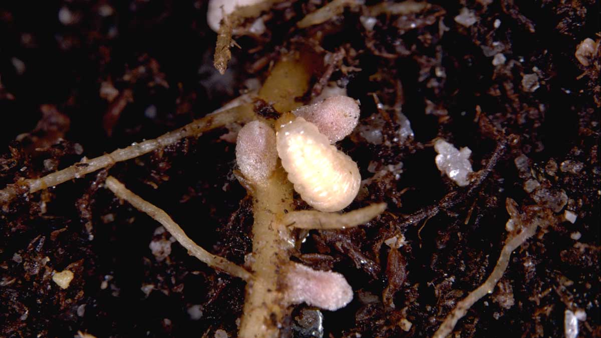Pea leaf weevil larva