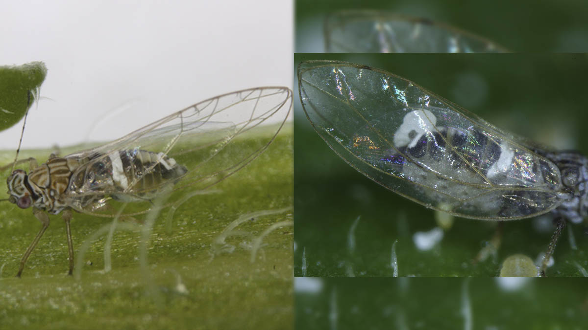 Potato psyllid adult (left) and wing venation (right)