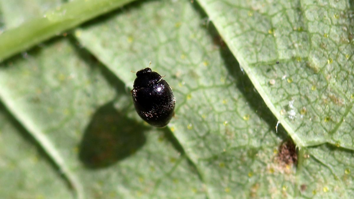 Mite destroyers (Stethorus sp.) are just one group of the predators that control two-spotted spider mites