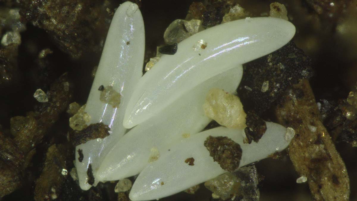 Sugar beet root maggot eggs