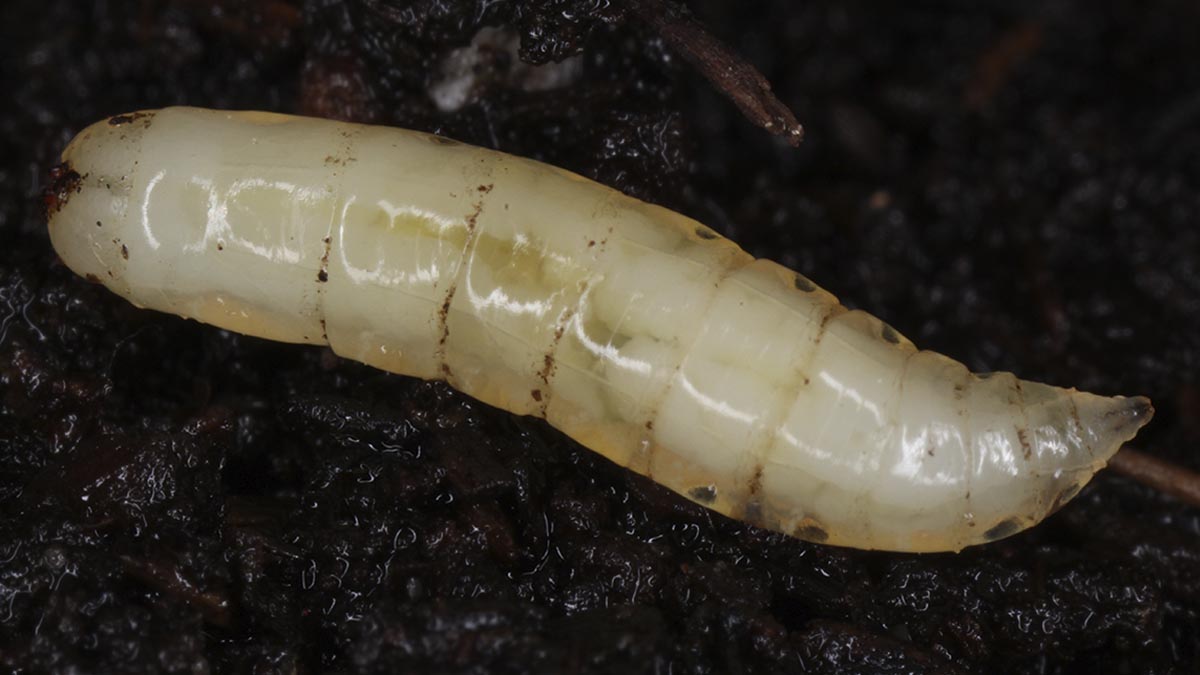 Sugar beet root maggot larva