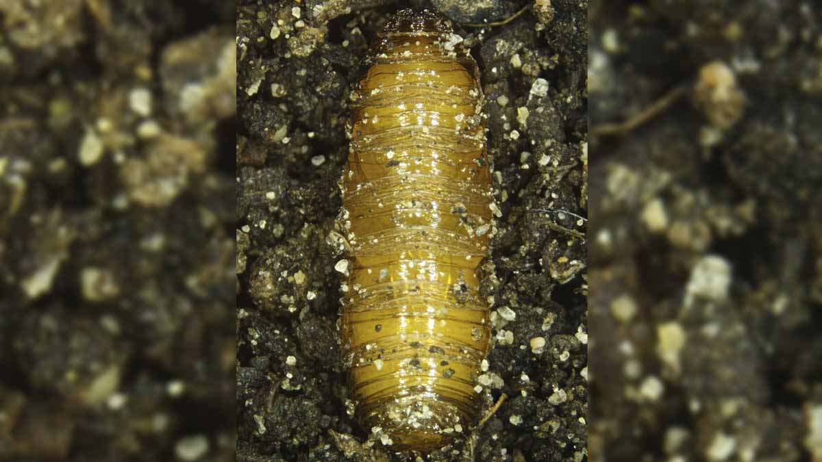 Sugar beet root maggot pupa