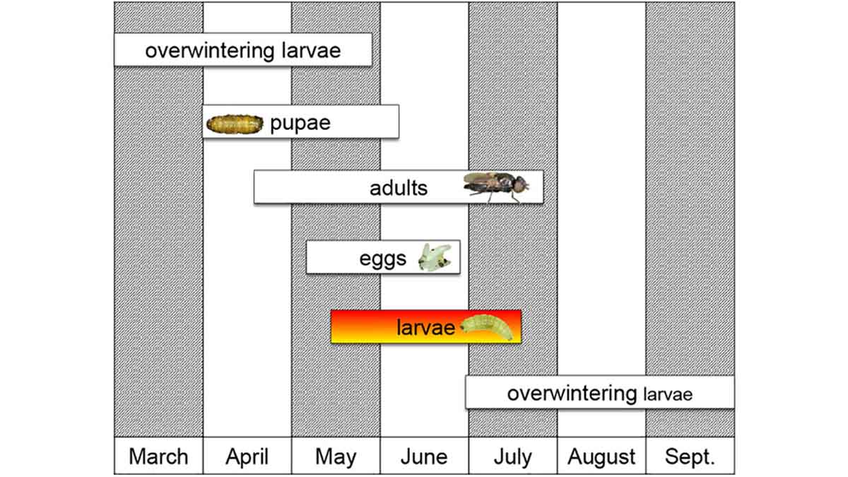 Lifecycle of sugar beet root maggot