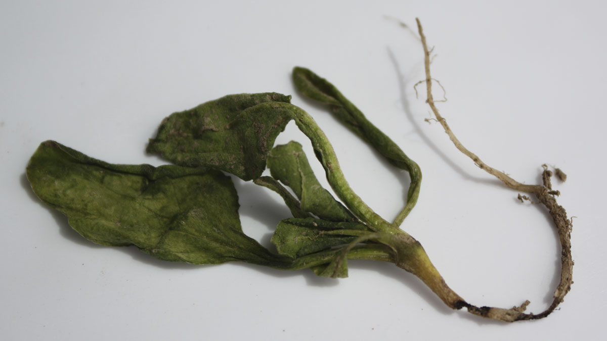 Sugar beet root maggot feeding damage to sugar beet seedling