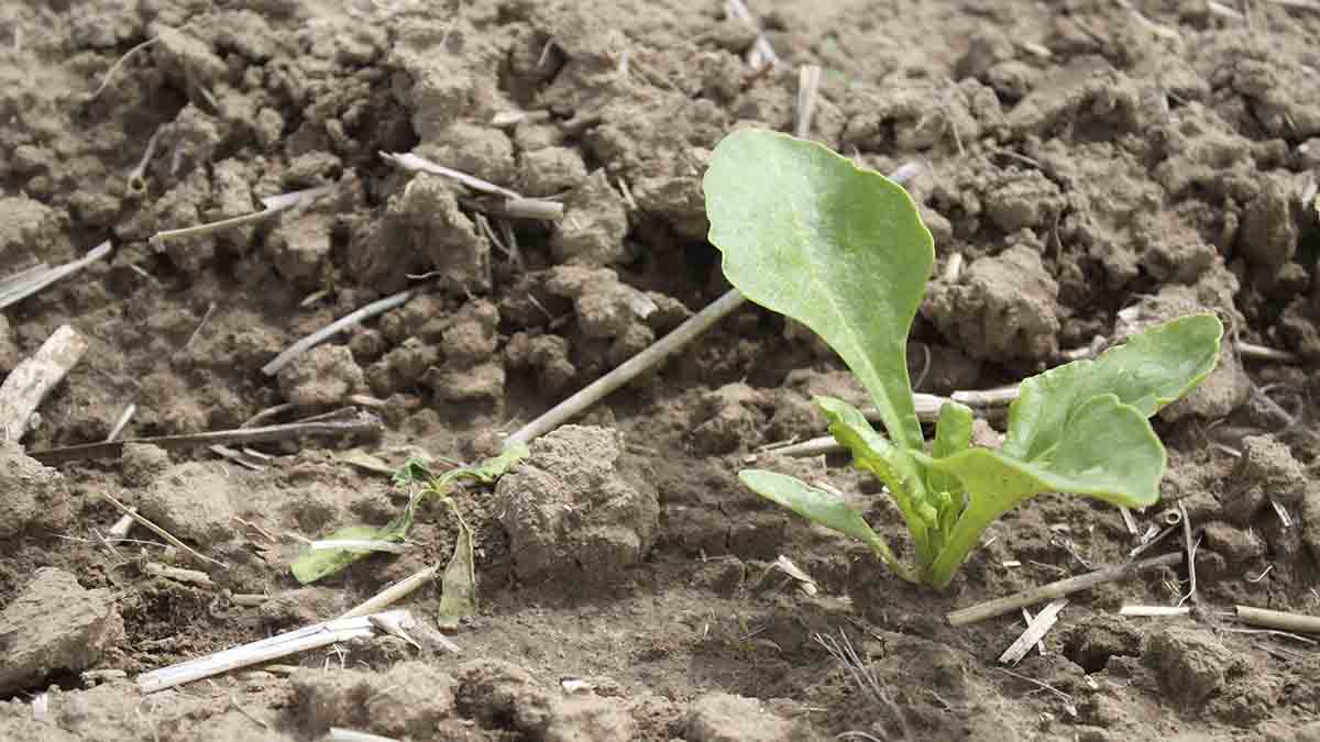 Wilting of foliage of sugar beet seedling associated with sugar beet root maggot damage