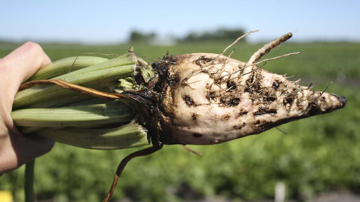 Sugar beet root maggot feeding damage to sugar beet