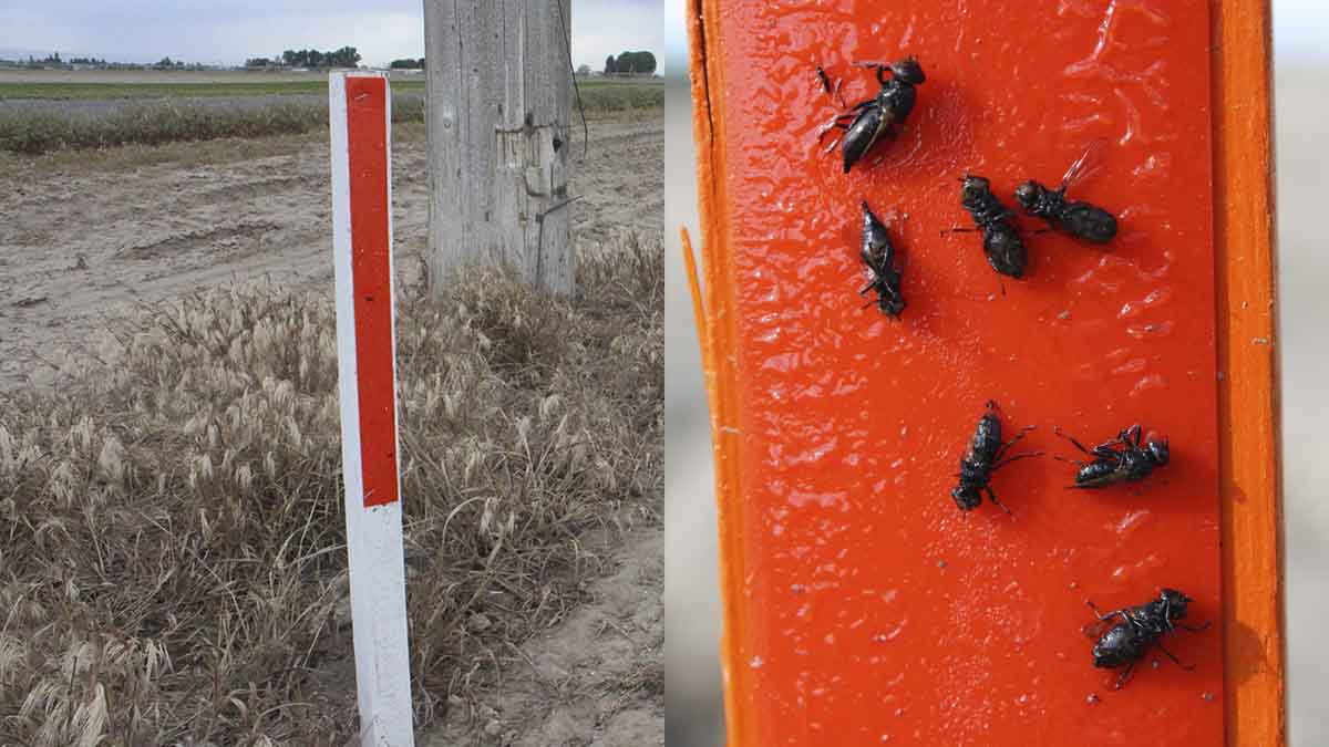 Orange sticky stake trap and closeup of collected sugar beet root maggot adults (inset)