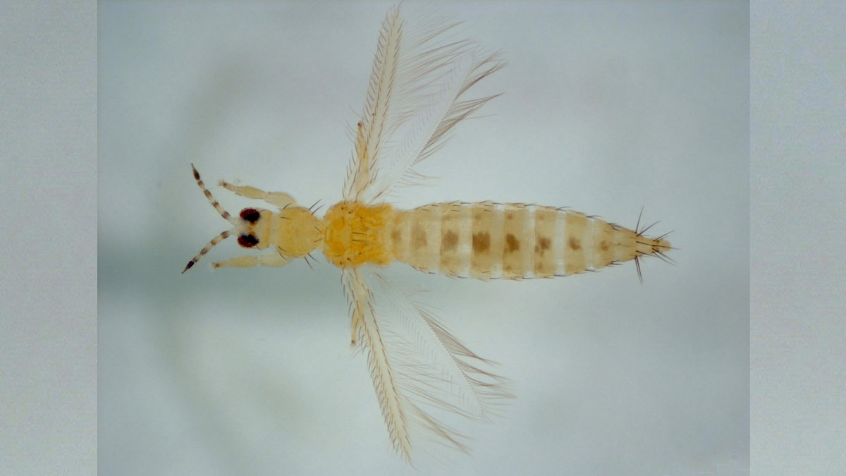 Adult western flower thrips showing featherlike wings